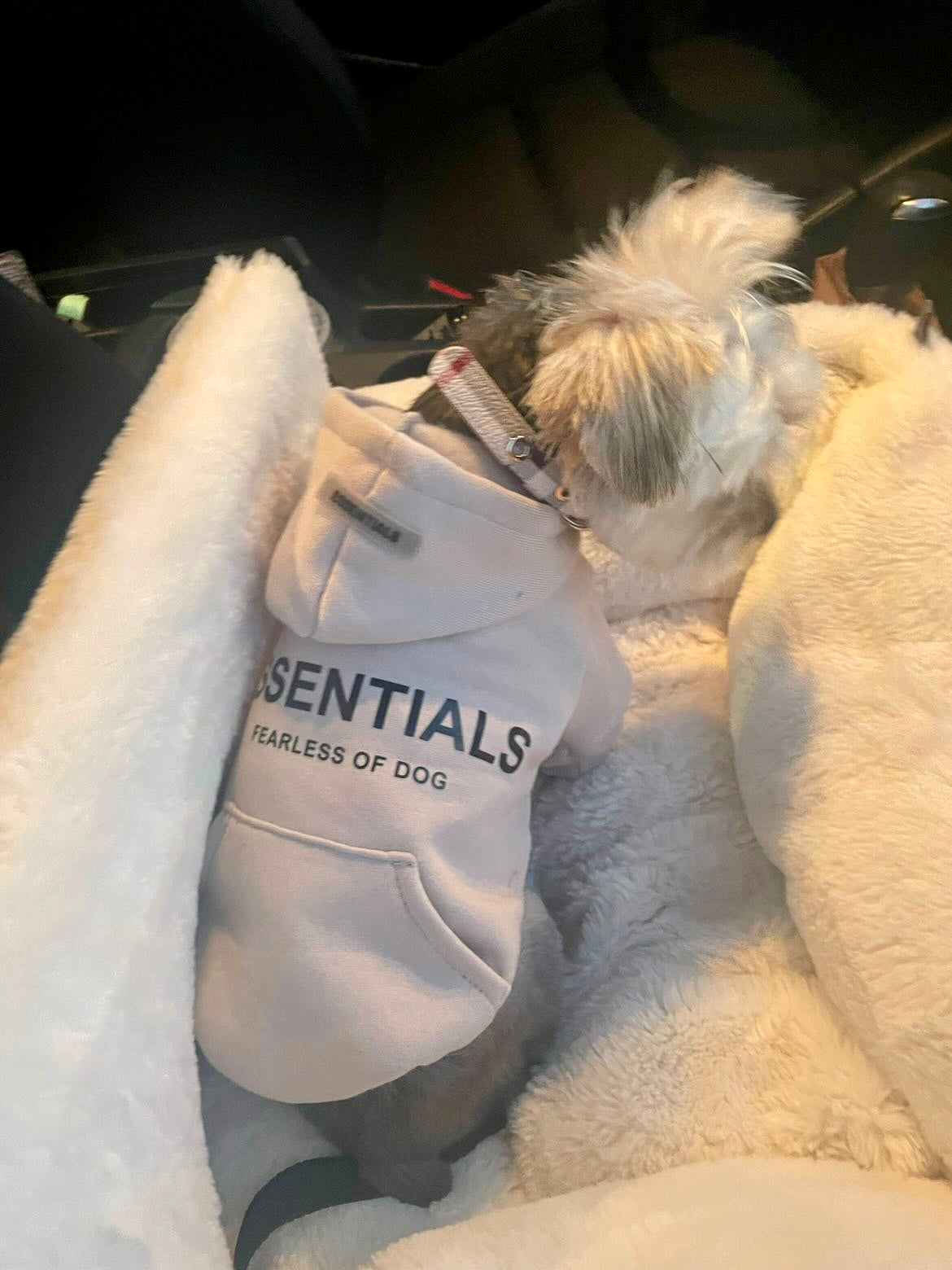 Fearless of Dog Hoodie