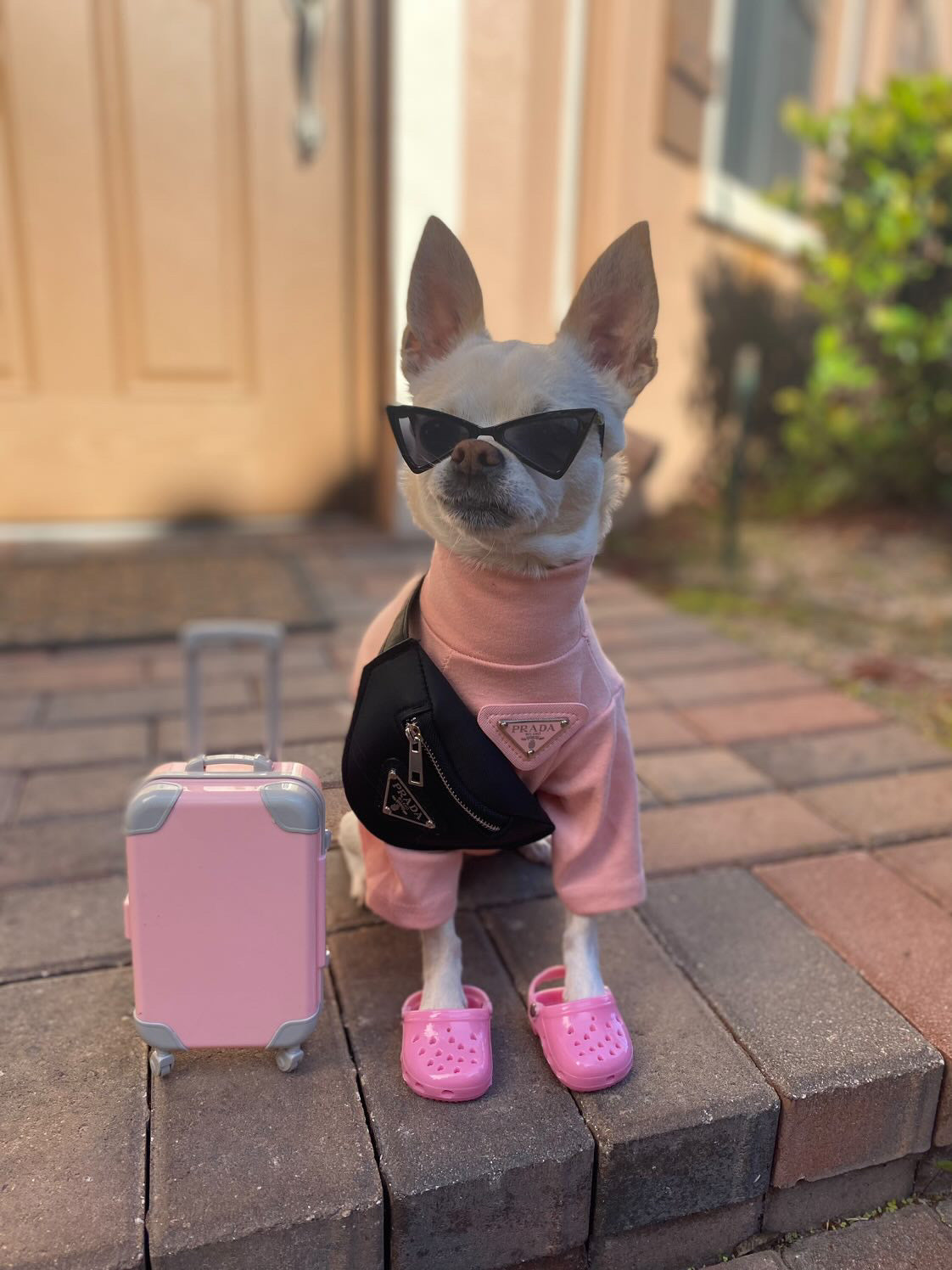 Pawda Mini Pup Bumbag