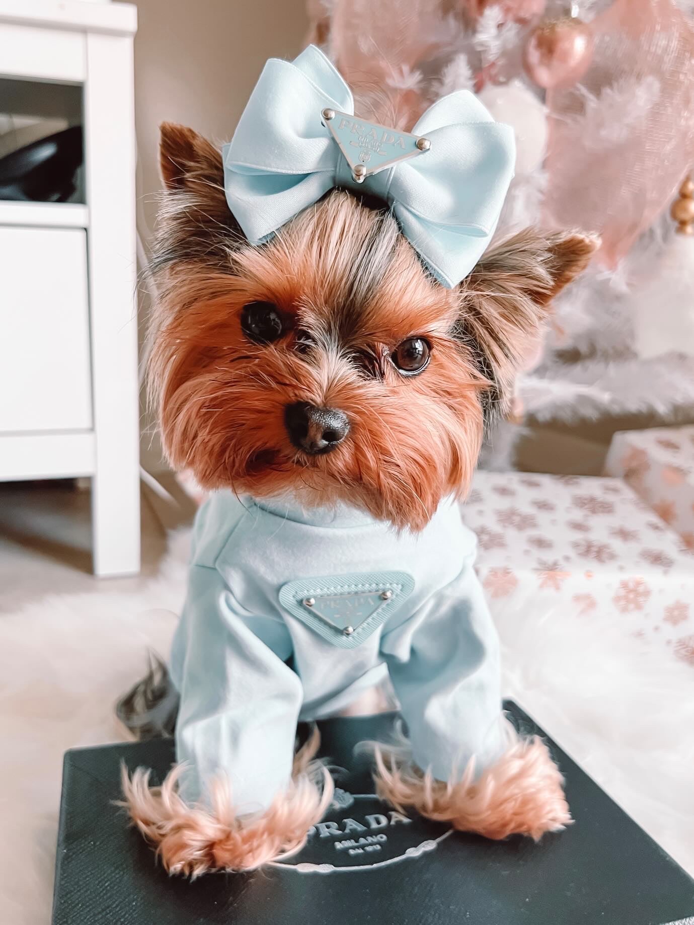 Pawda Lux Bow