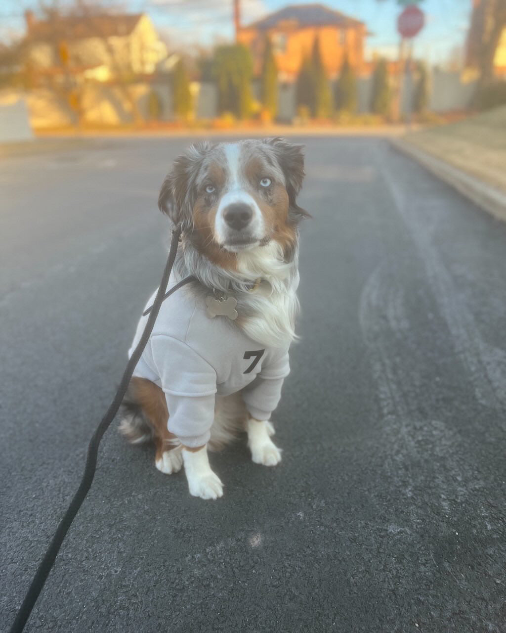 Fearless of Dog Hoodie