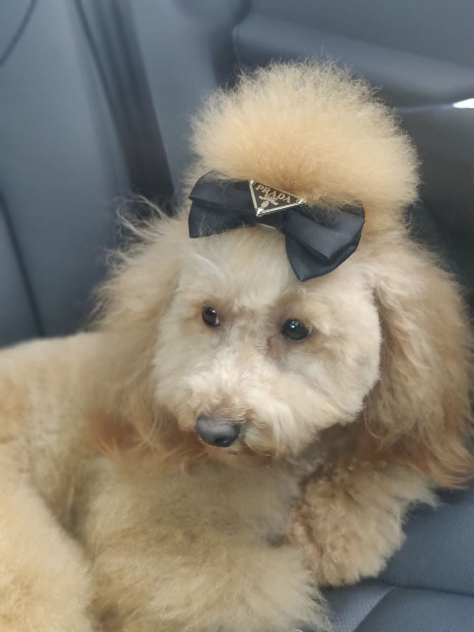 Pawda Lux Bow