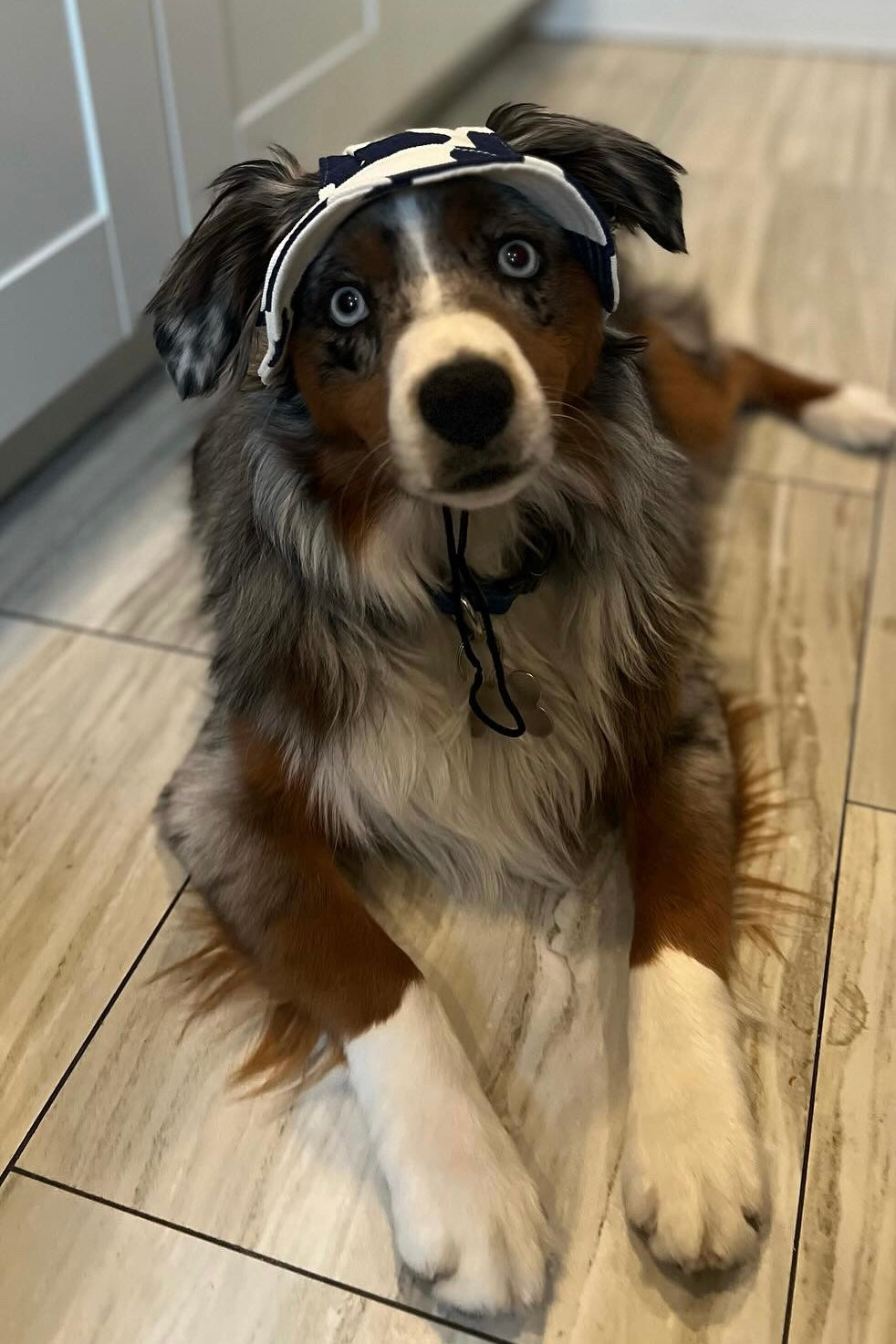 Stylish Cow Print Dog Bucket Hat
