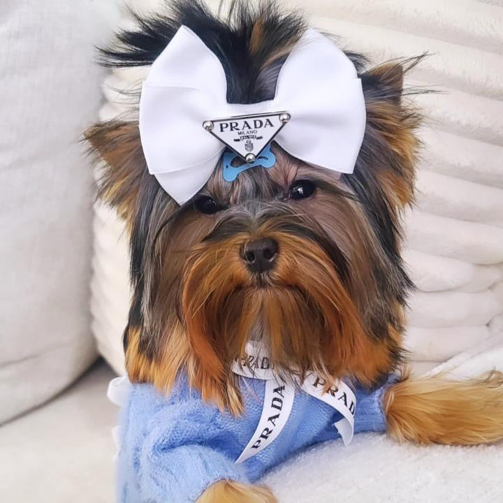 Pawda Lux Bow
