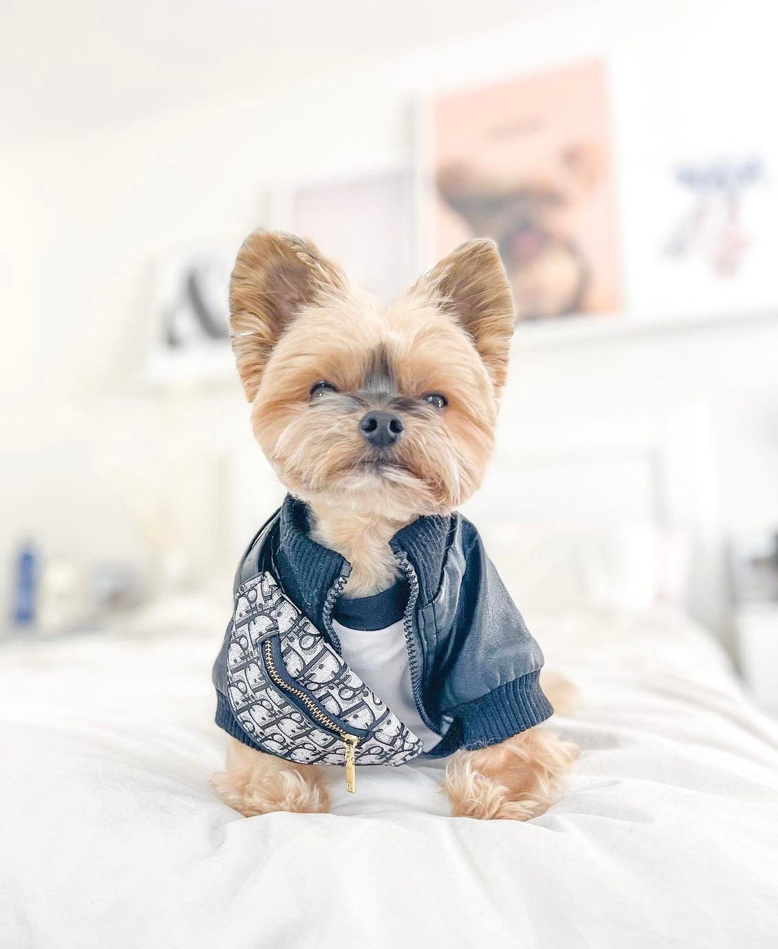 Dogior Mini Pup Bumbag