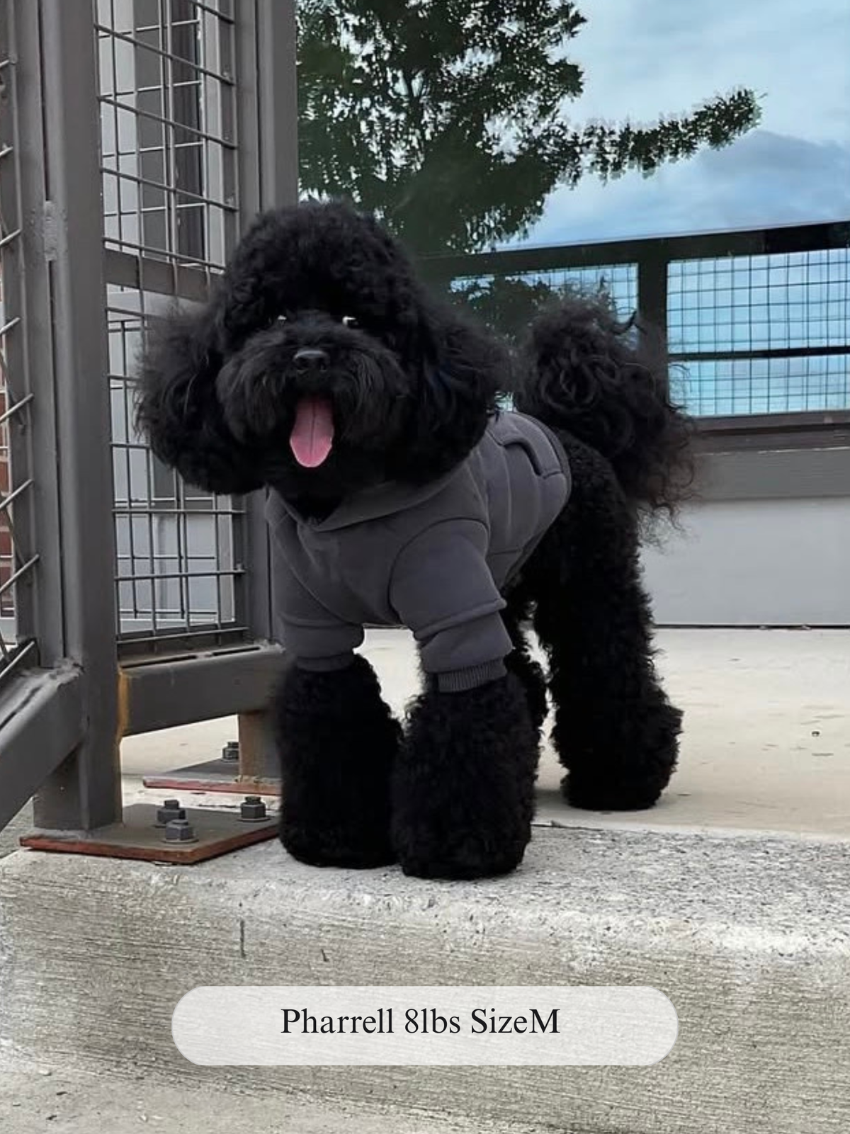Fearless of Dog Hoodie
