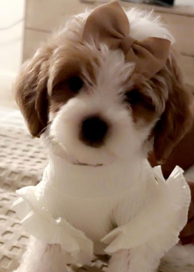 Stylish Frill Dog Top
