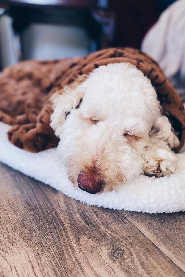 Furry Vuiton Blanket