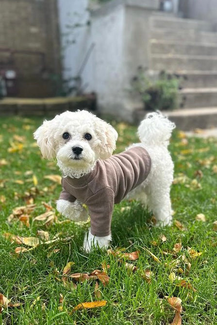 The Basics Turtleneck – Soft & Stretchy Everyday Dog Top