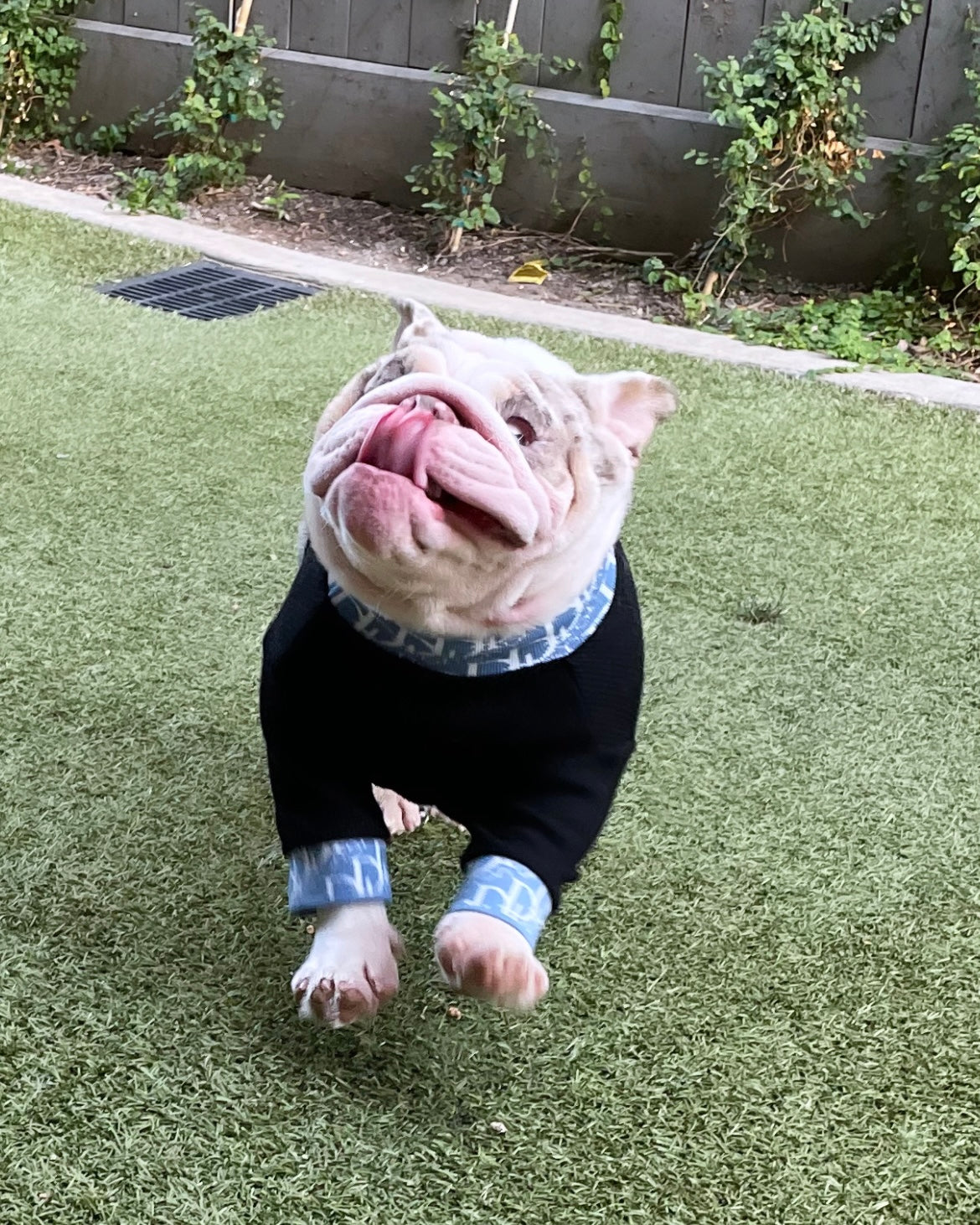 Lux Dogior Turtle Neck
