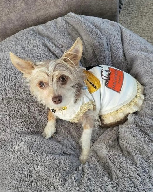 The Shopaholic Dress – Limited Edition Designer-Inspired Dog Dress