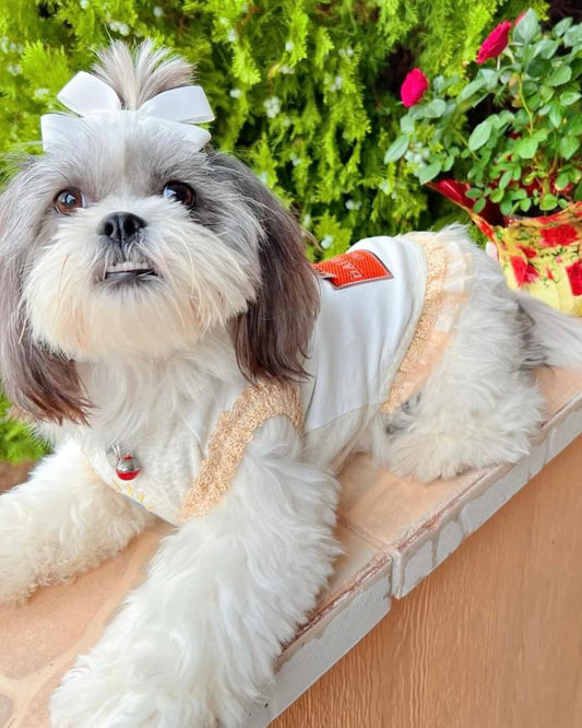 The Shopaholic Dress – Limited Edition Designer-Inspired Dog Dress