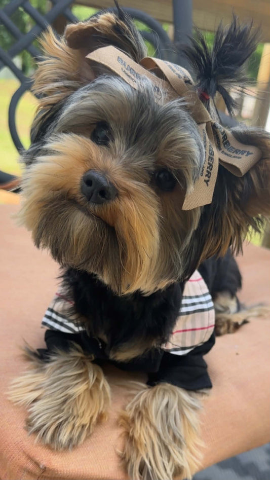 London Pup Bow