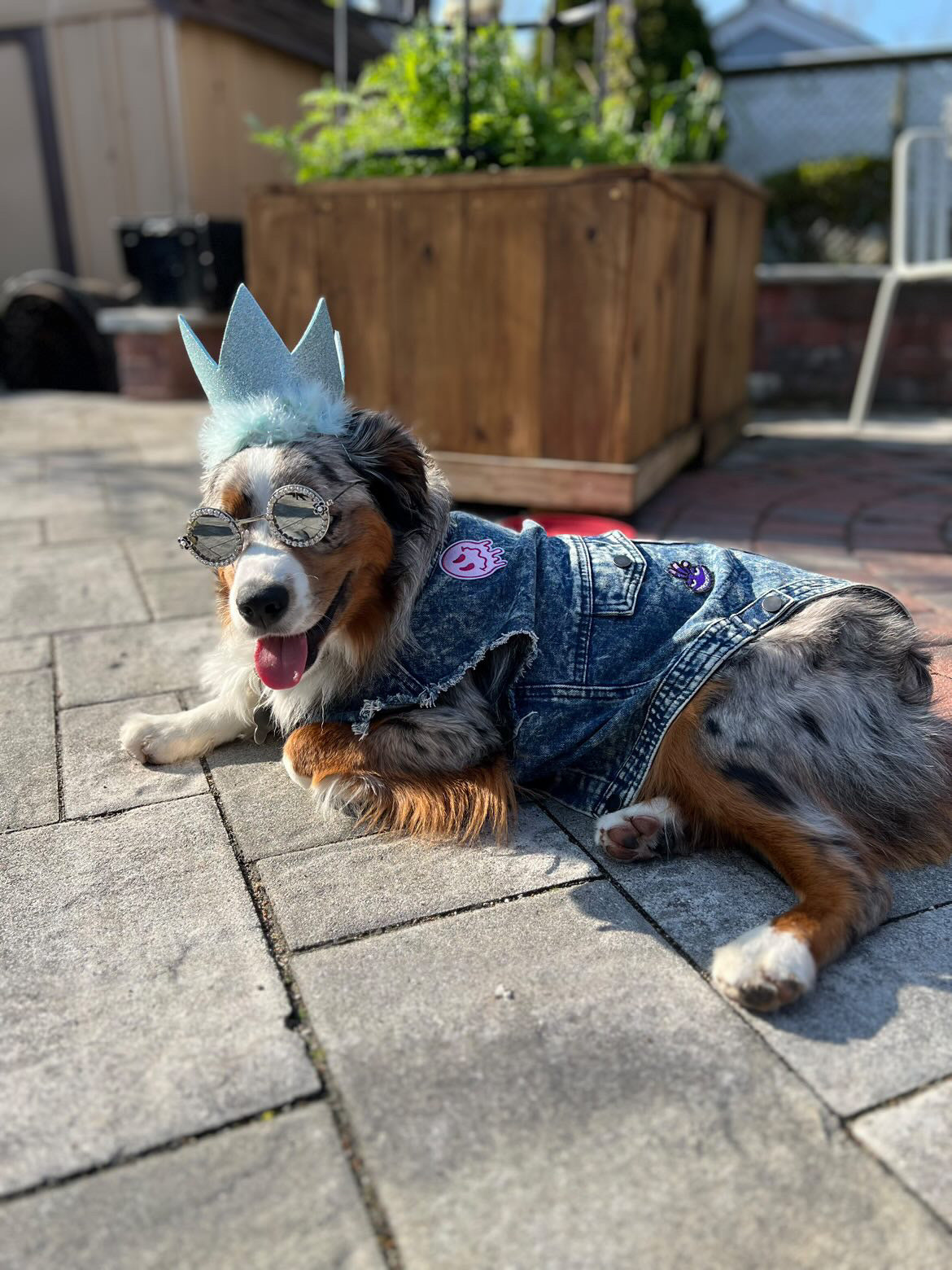 The Dog Fans Vest (FINAL SALE)