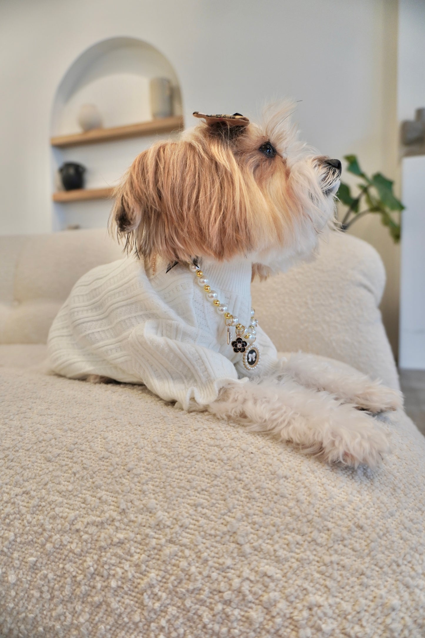 Knitted High Neck Dog Top with Ruffled Trim