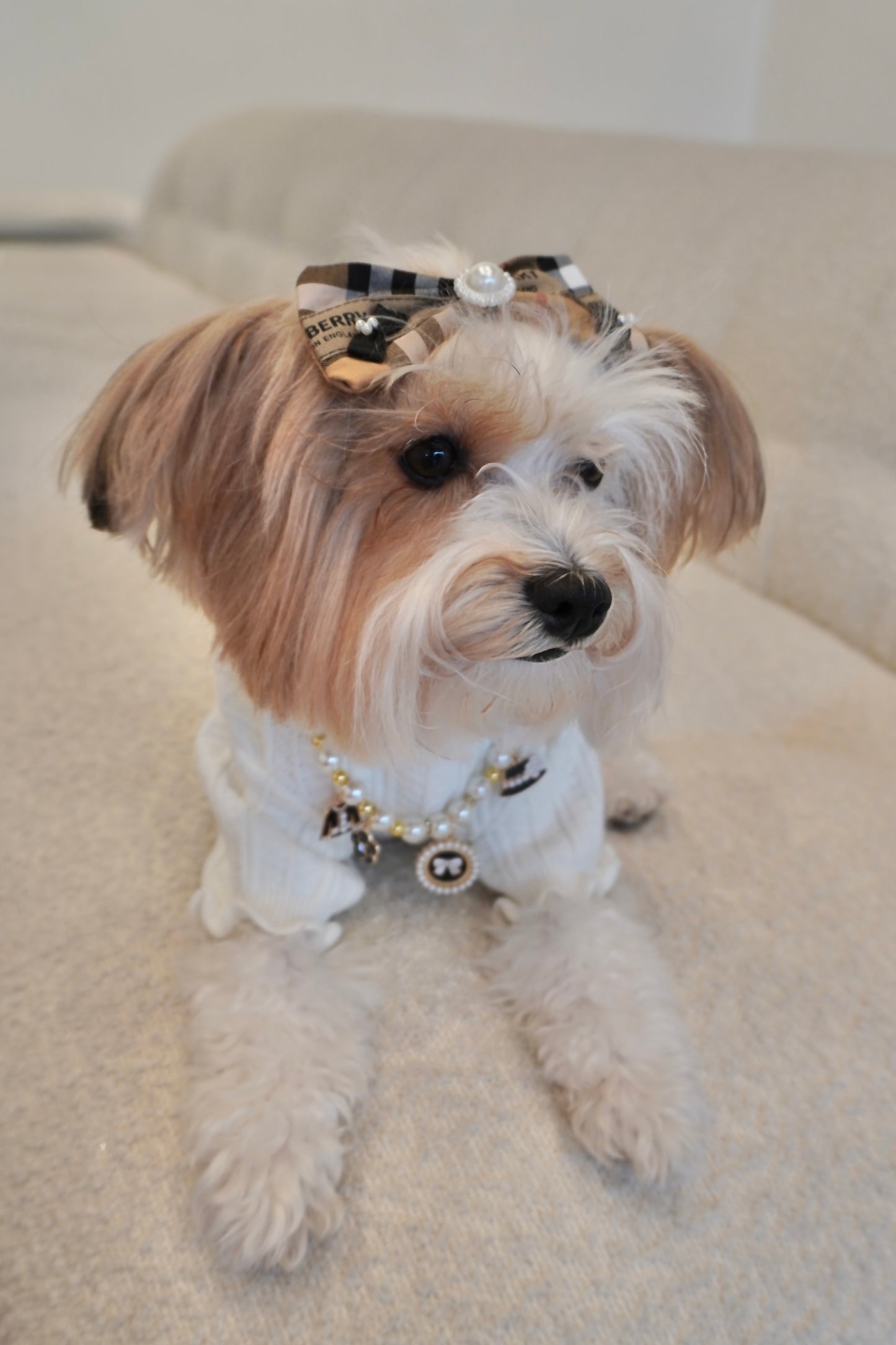 Knitted High Neck Dog Top with Ruffled Trim