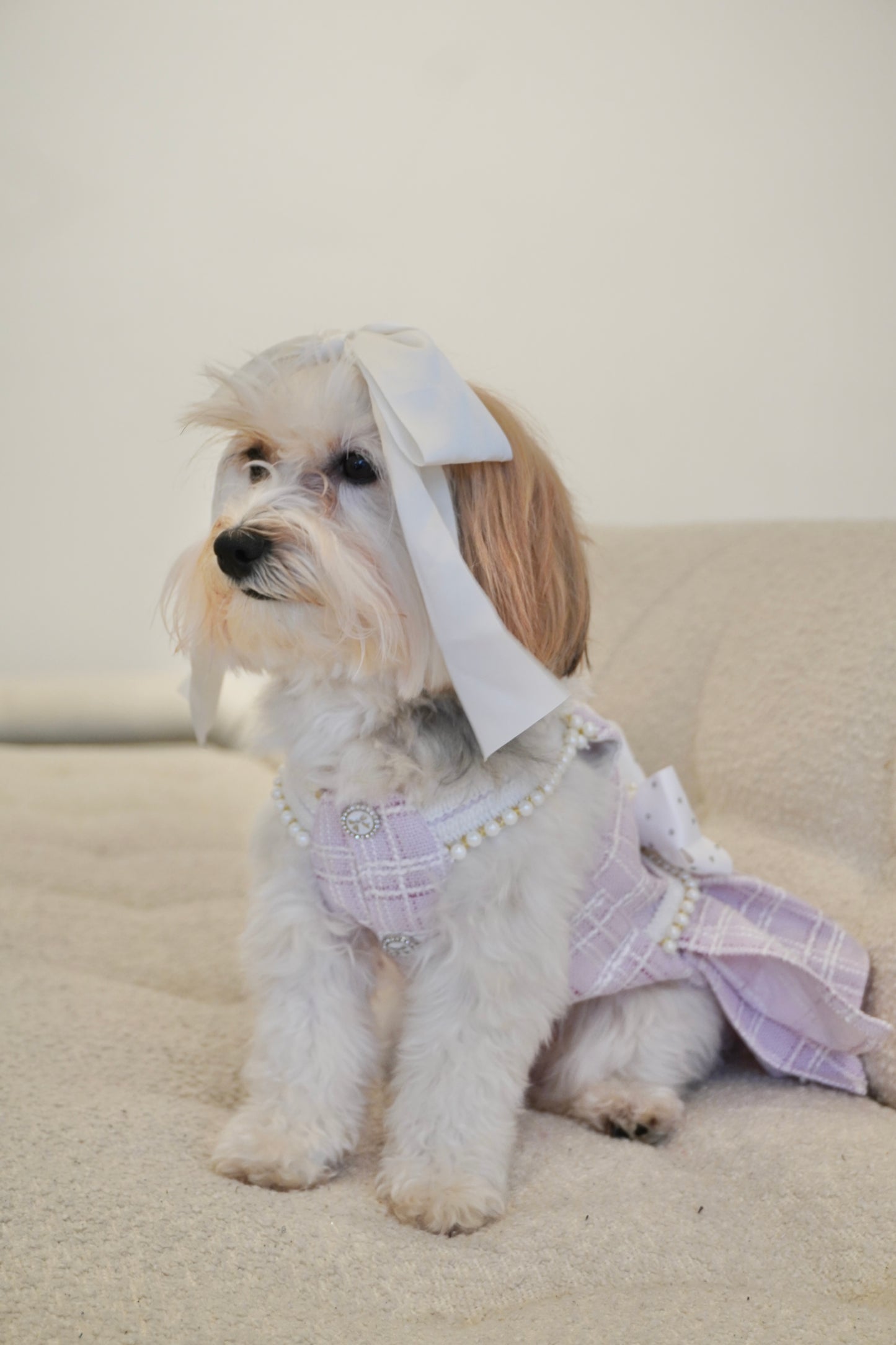 Spring Fling Queen Dress – Gossip Lilac Tweed Dog Dress