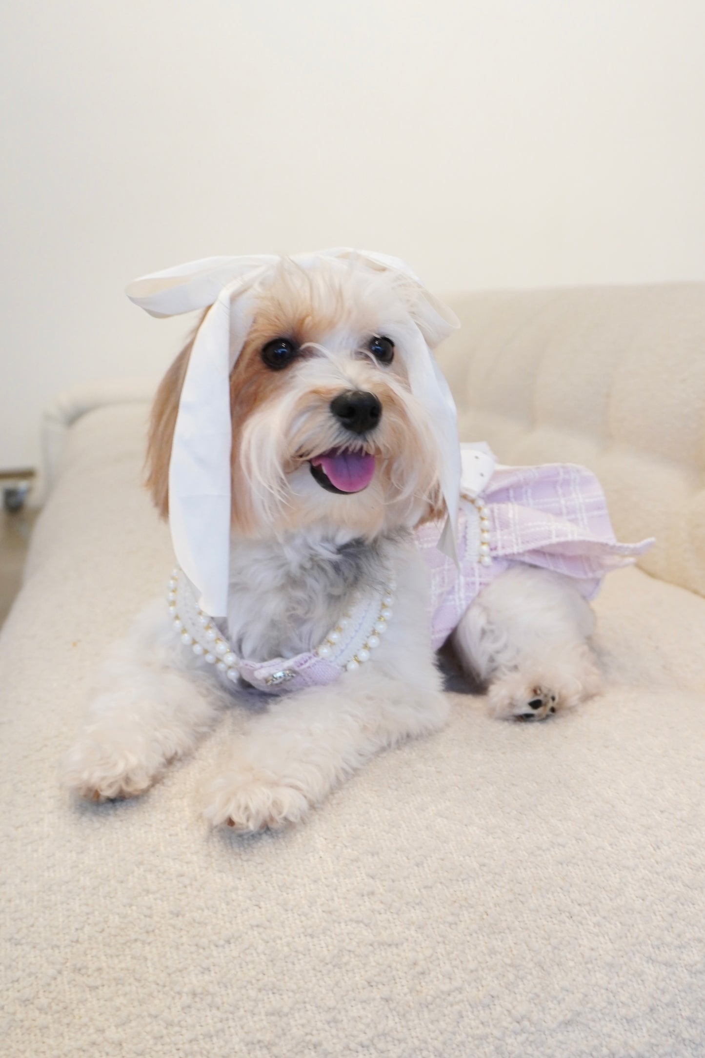 Spring Fling Queen Dress – Gossip Lilac Tweed Dog Dress