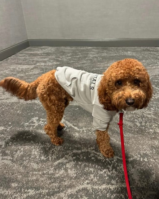 Fearless of Dog Hoodie