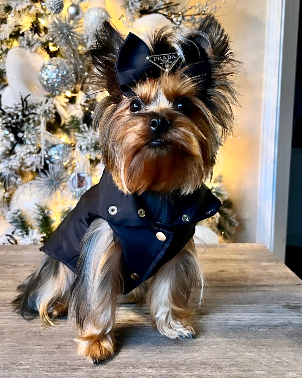 Pawda Lux Bow