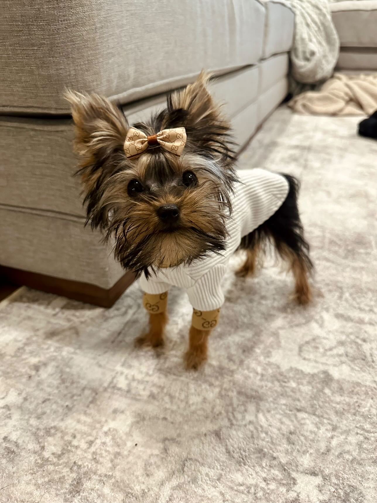 Poochi Lux Turtle Neck Top