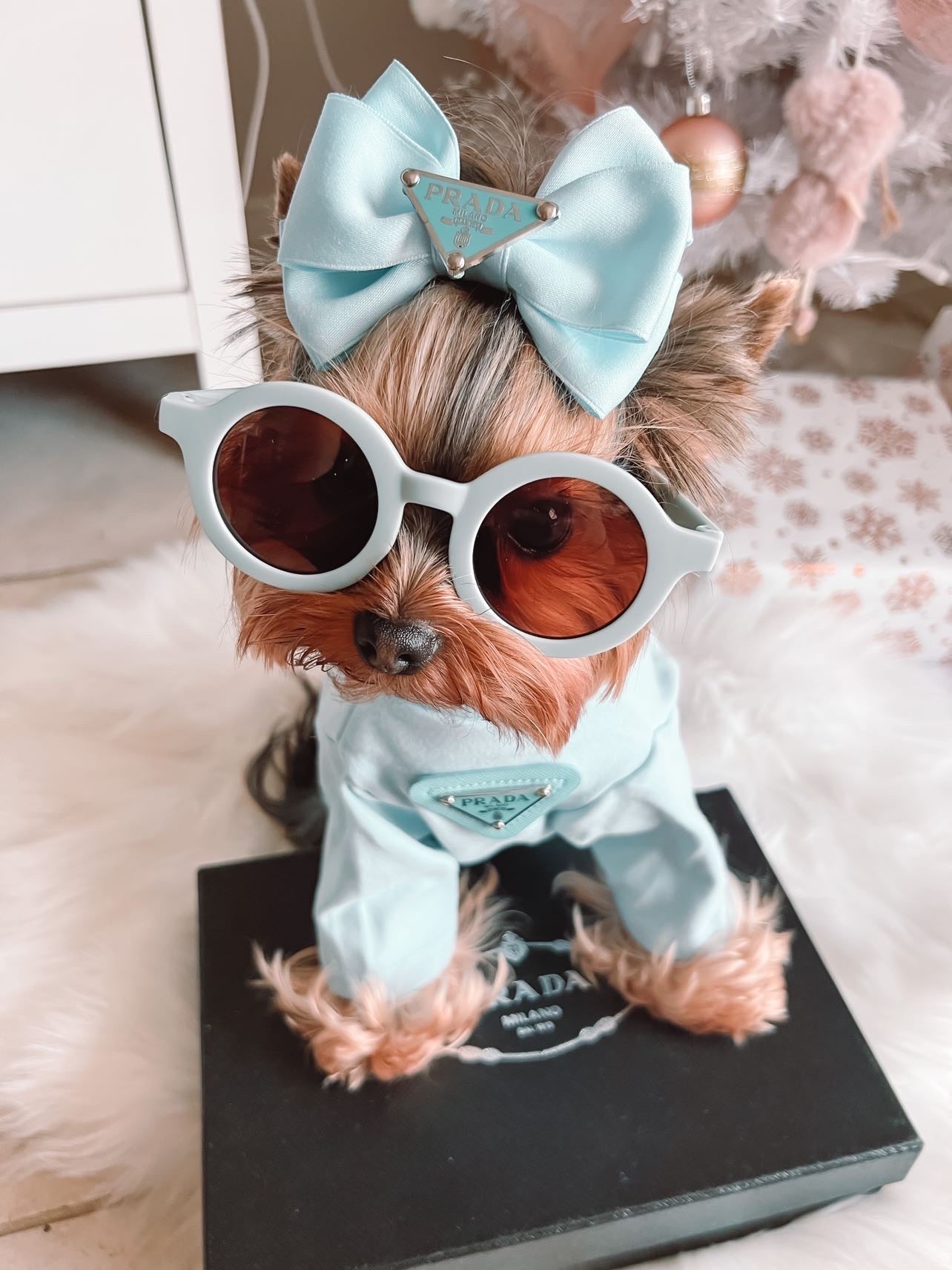 Pawda Lux Bow