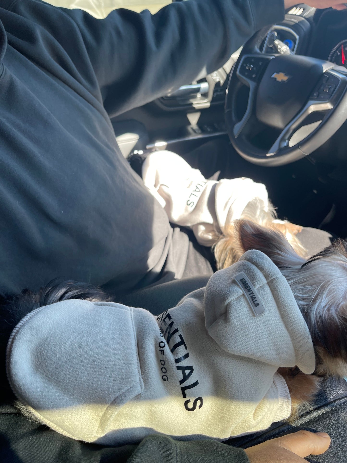 Fearless of Dog Hoodie