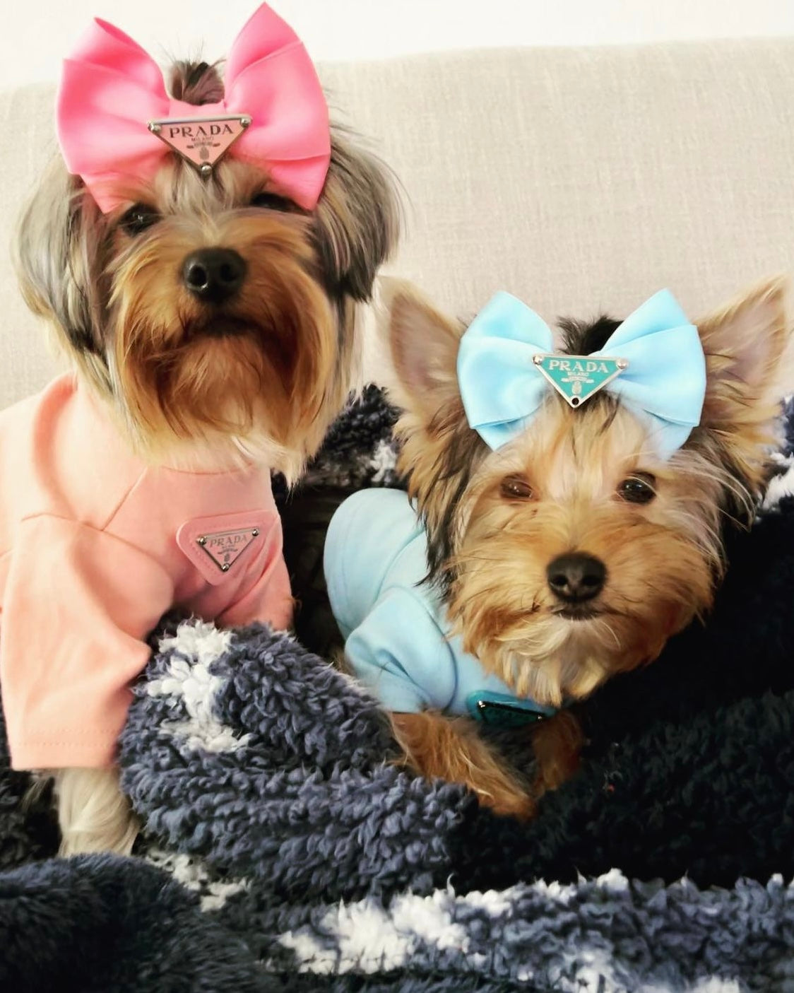 Pawda Lux Bow