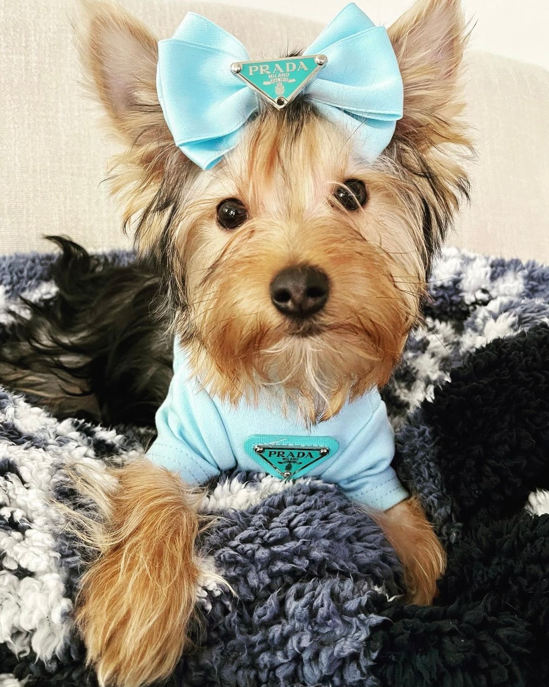 Pawda Lux Bow
