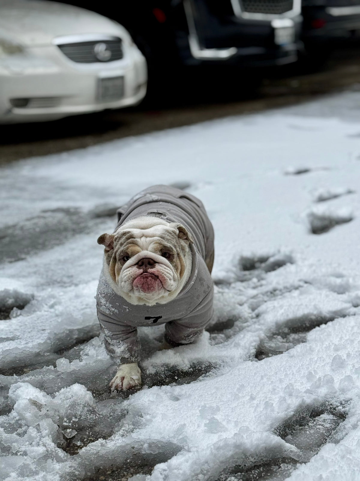 Fearless of Dog Hoodie