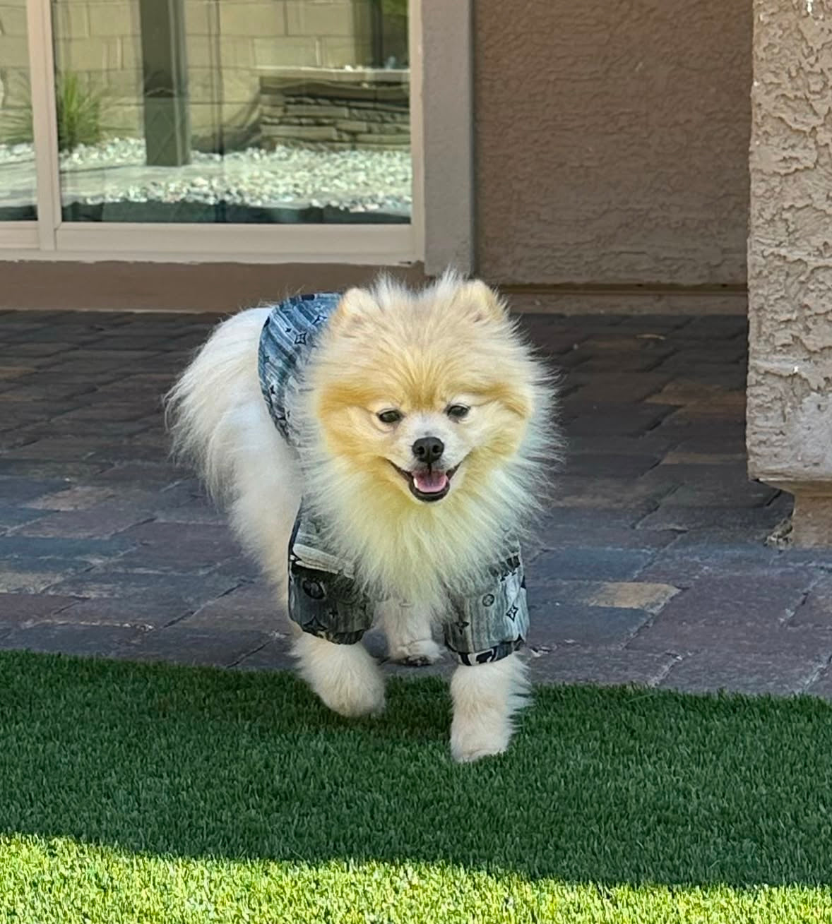 Stylish High-Neck Dog Jacket