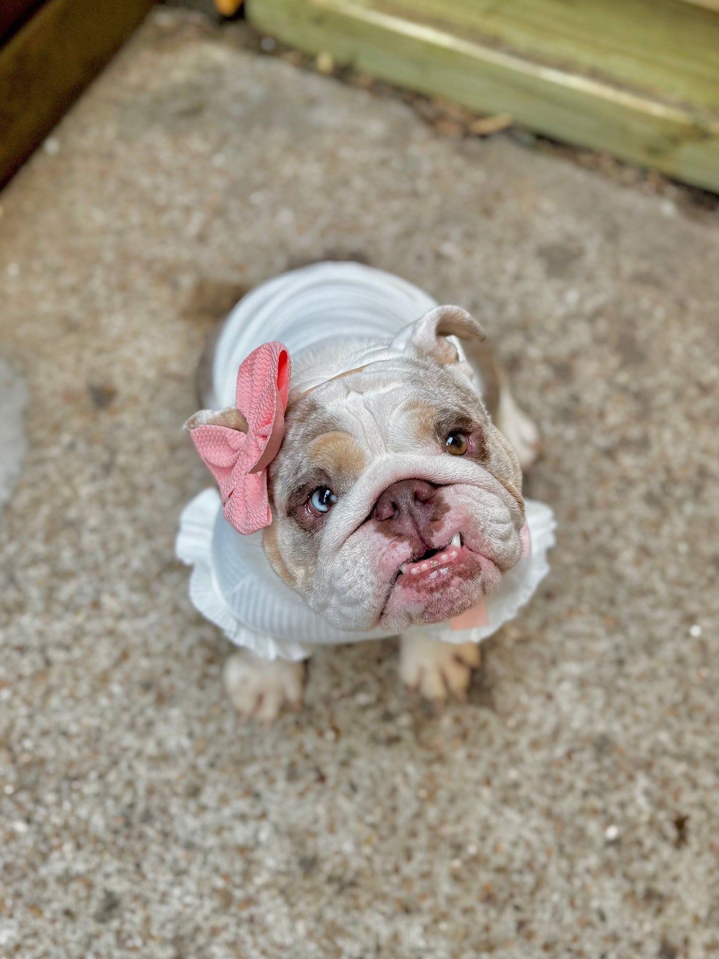 Stylish Frill Dog Top