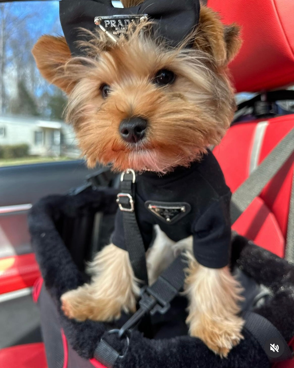 Pawda Lux Bow