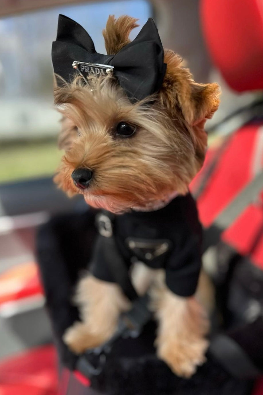 Pawda Lux Bow