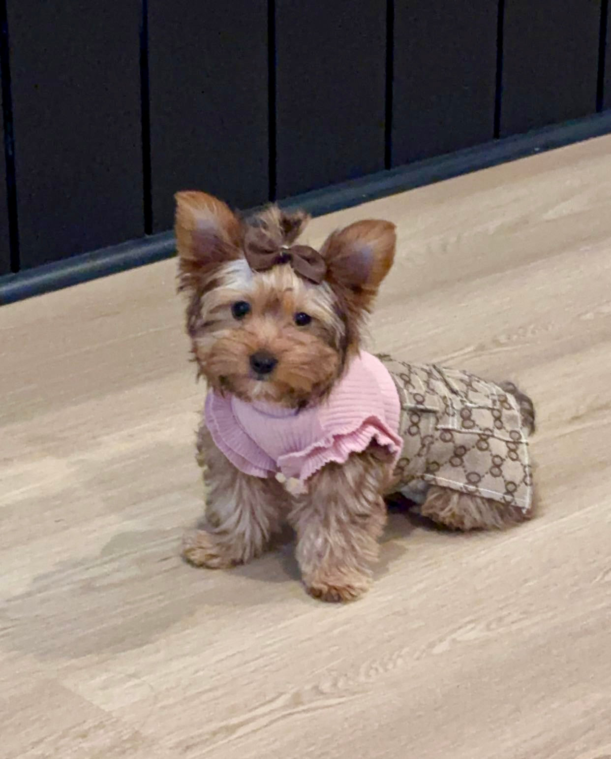 Stylish Frill Dog Top