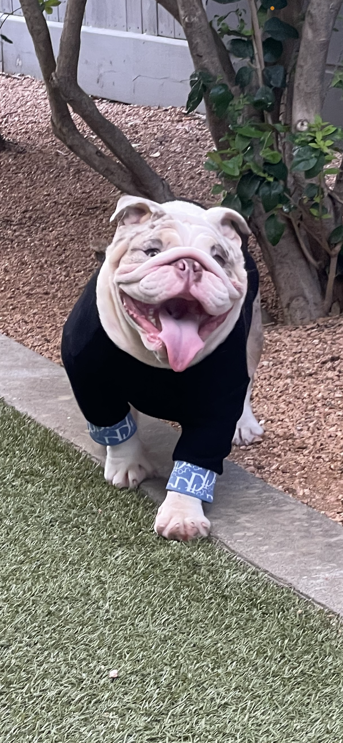 Lux Dogior Turtle Neck