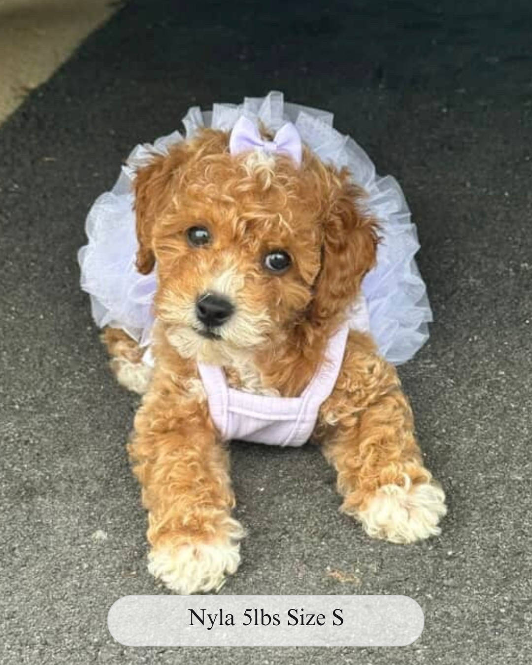 The Pixie Dress – Stretchy Tutu Dog Dress
