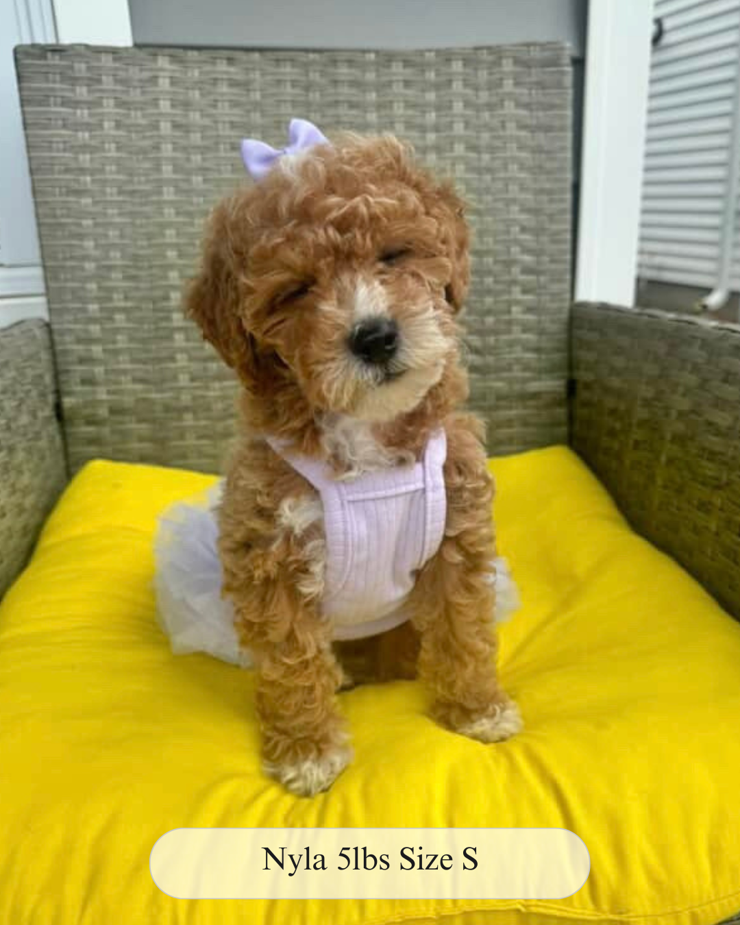 The Pixie Dress – Stretchy Tutu Dog Dress