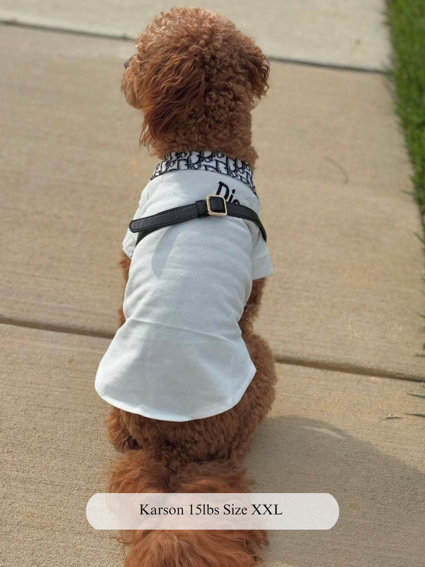 Dogior Collar Top