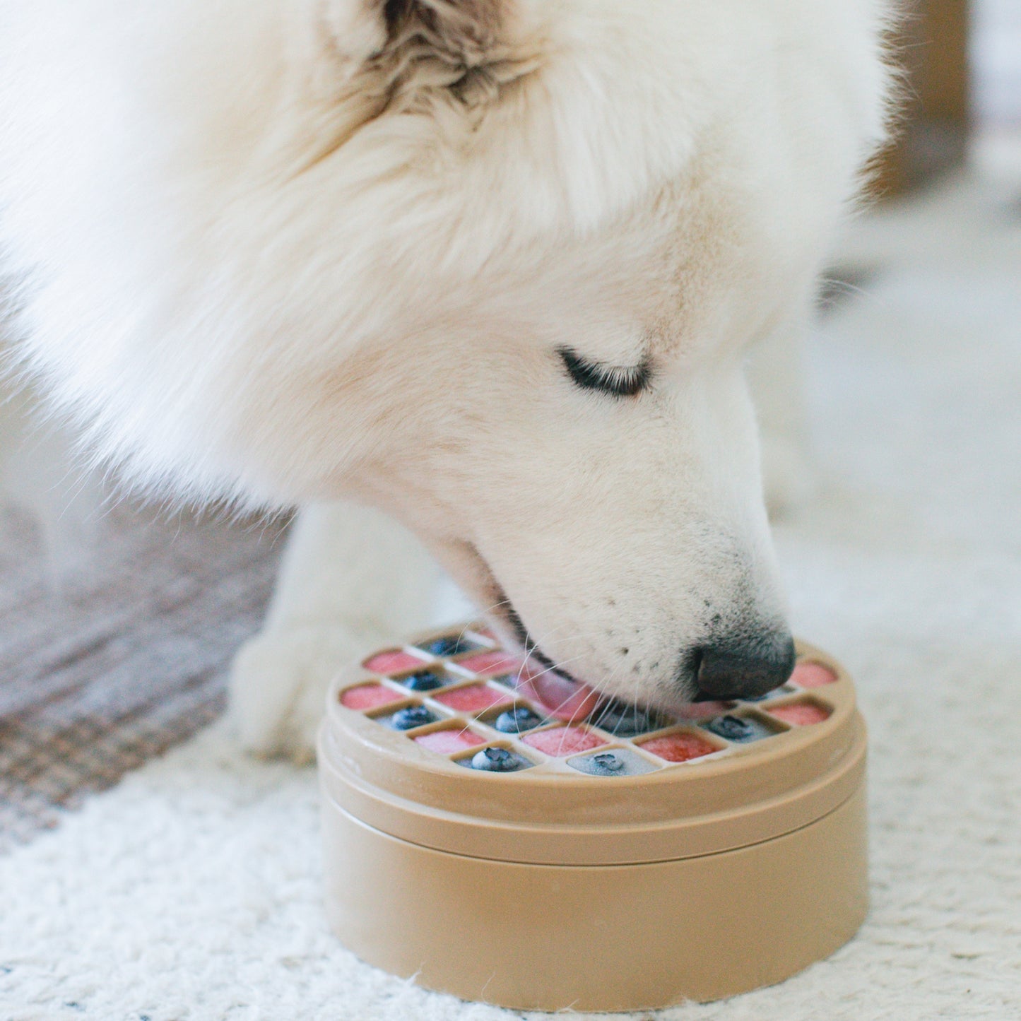 3-in-1 Bento Dog Feeder