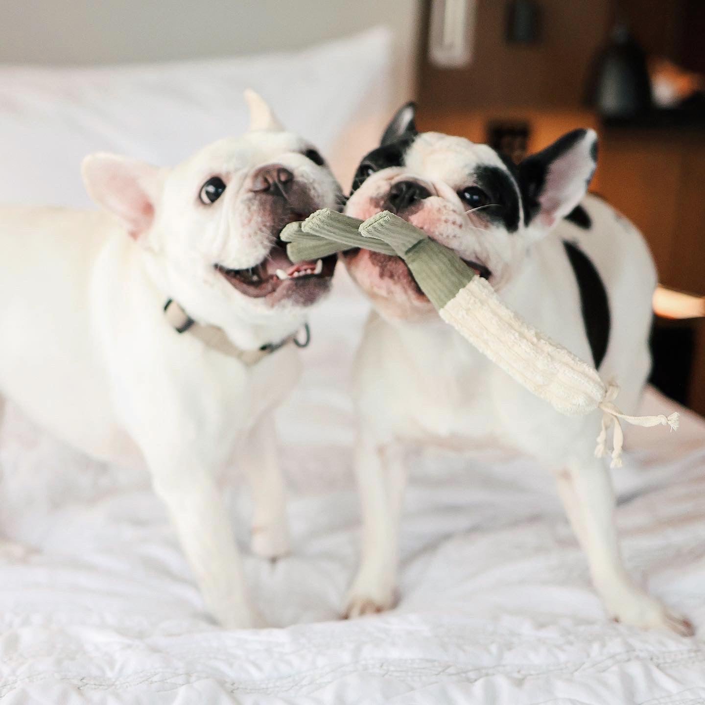 Farmer’s Market Dog Toy Set