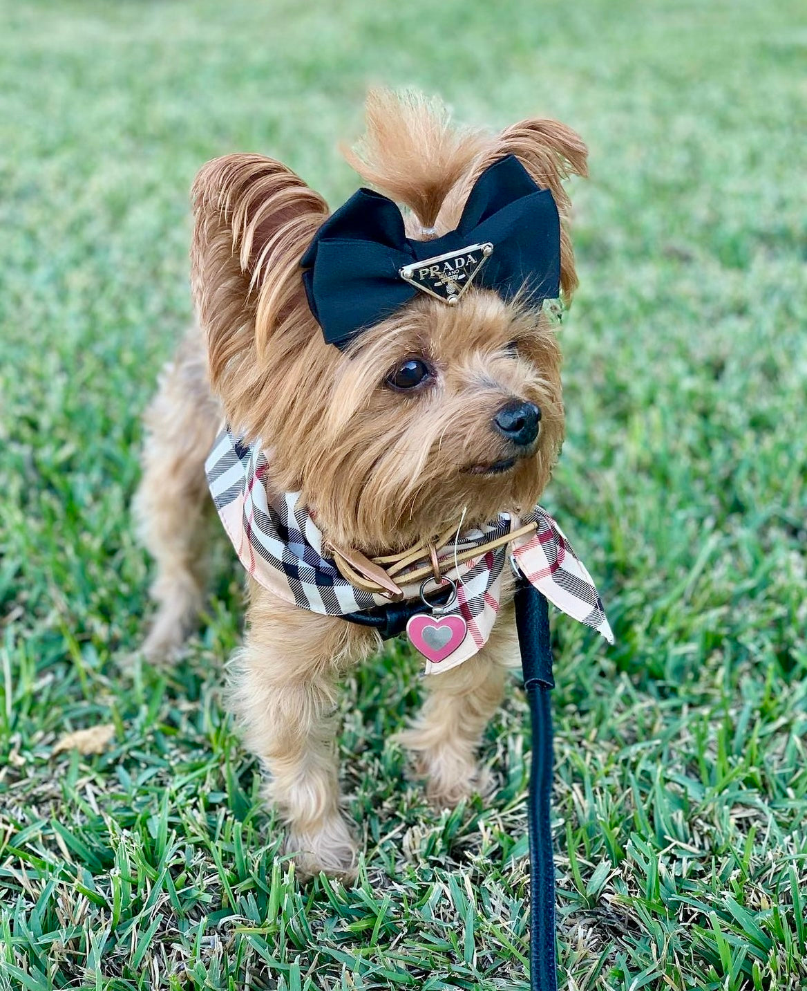 Pawda Lux Bow