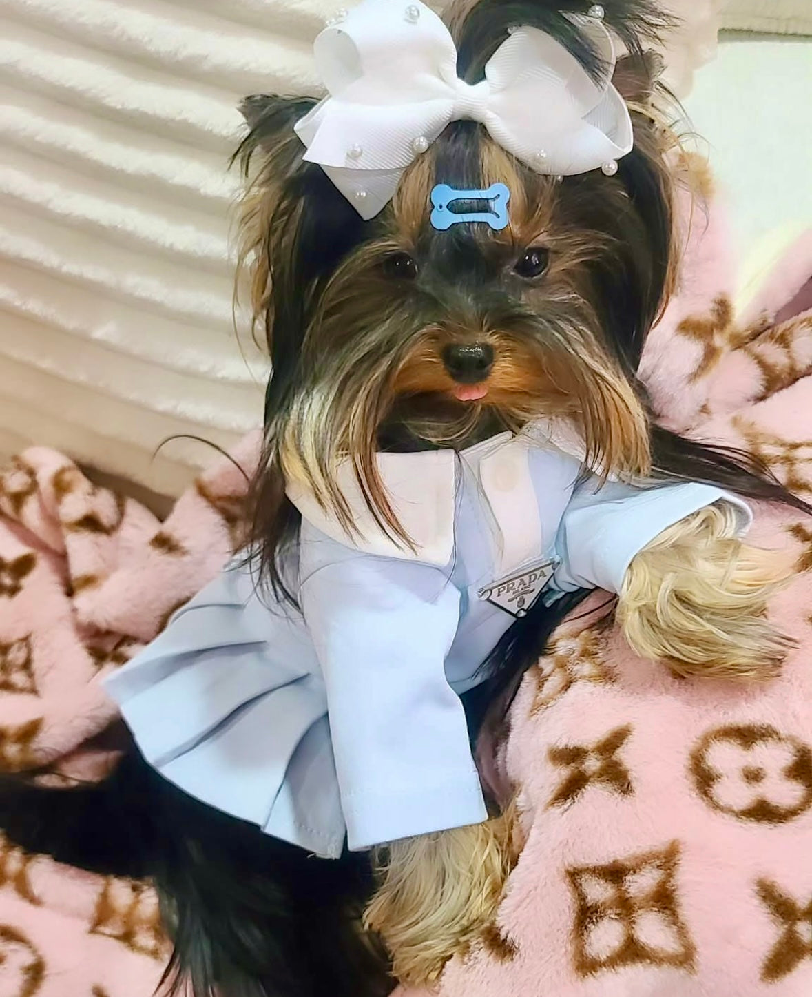 Preppy Pawda Dress