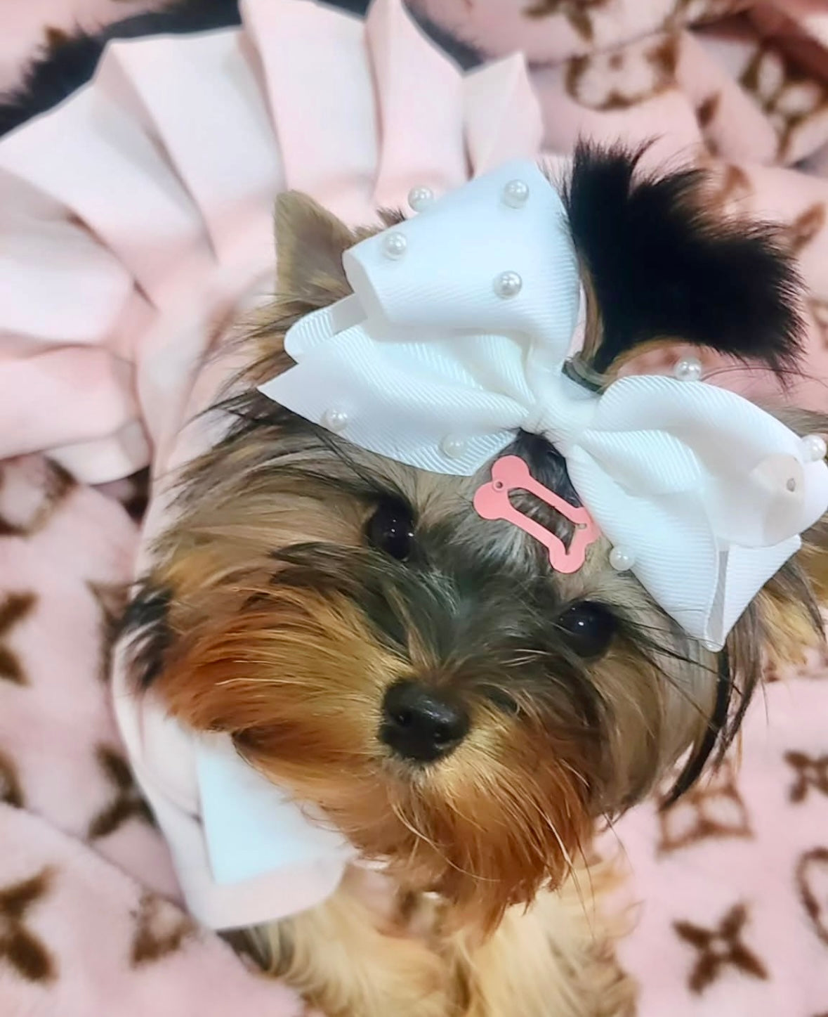 Preppy Pawda Dress
