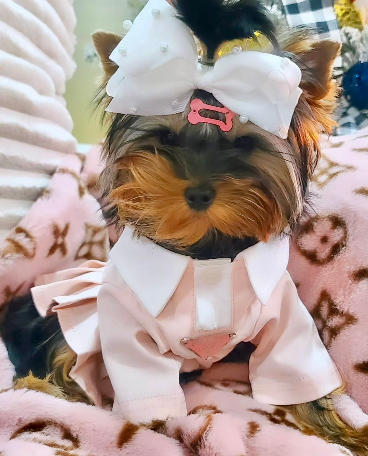 Preppy Pawda Dress
