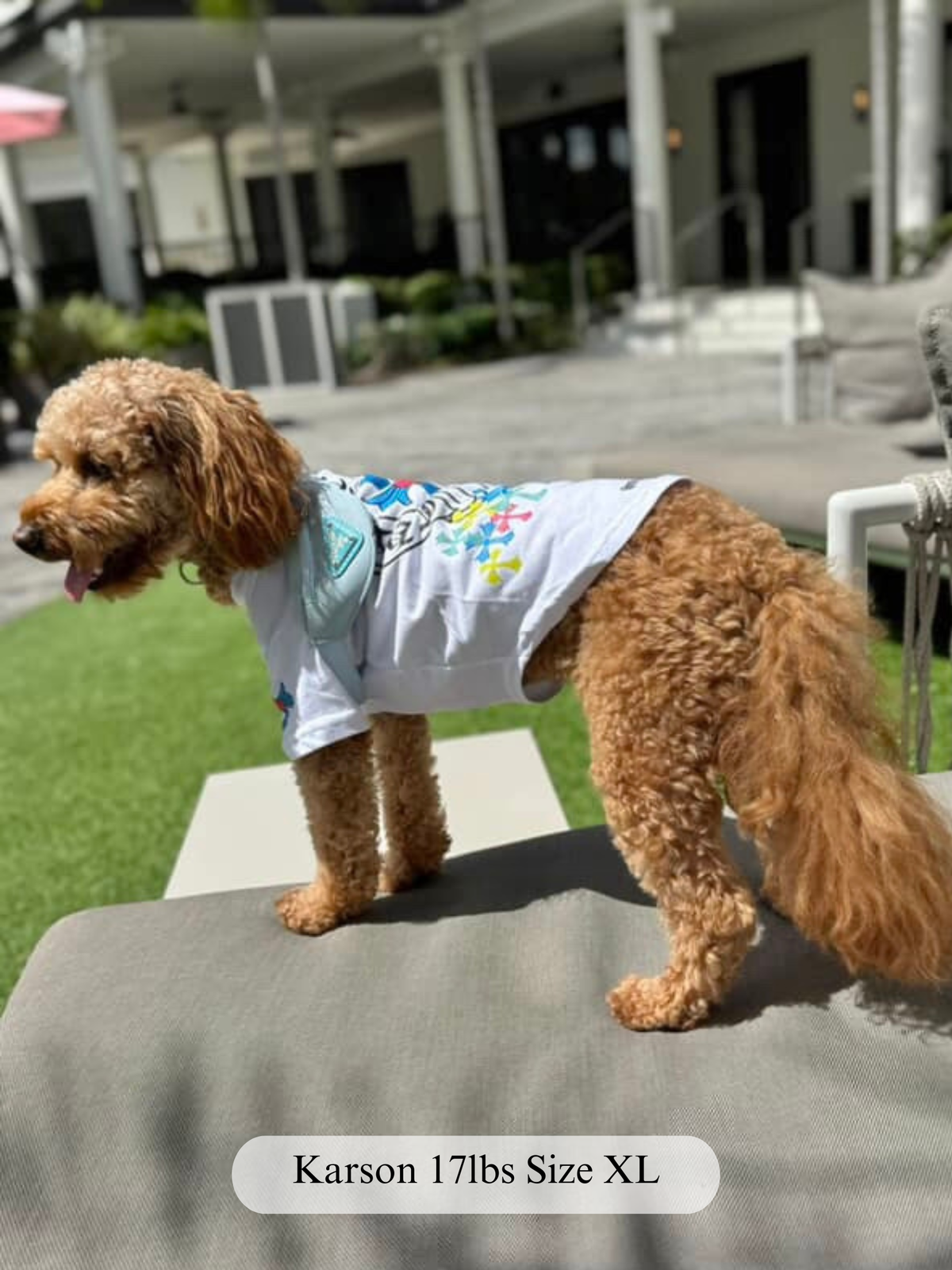 Paws of Hearts Tee