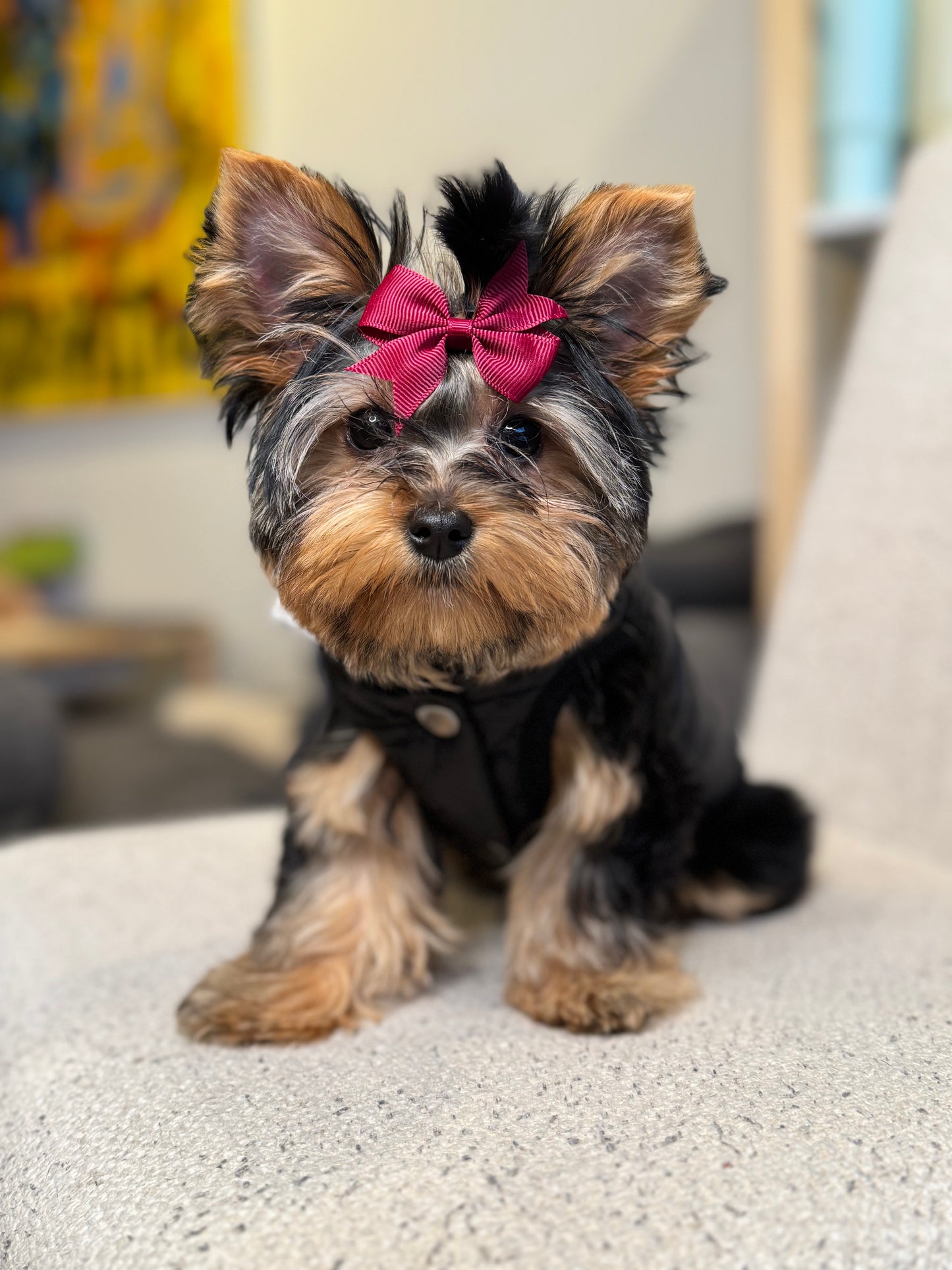 Yorkshire Terrier puppy wearing The Aspen black quilted dog puffer vest with a snap-button front closure, sitting on a cream chair.