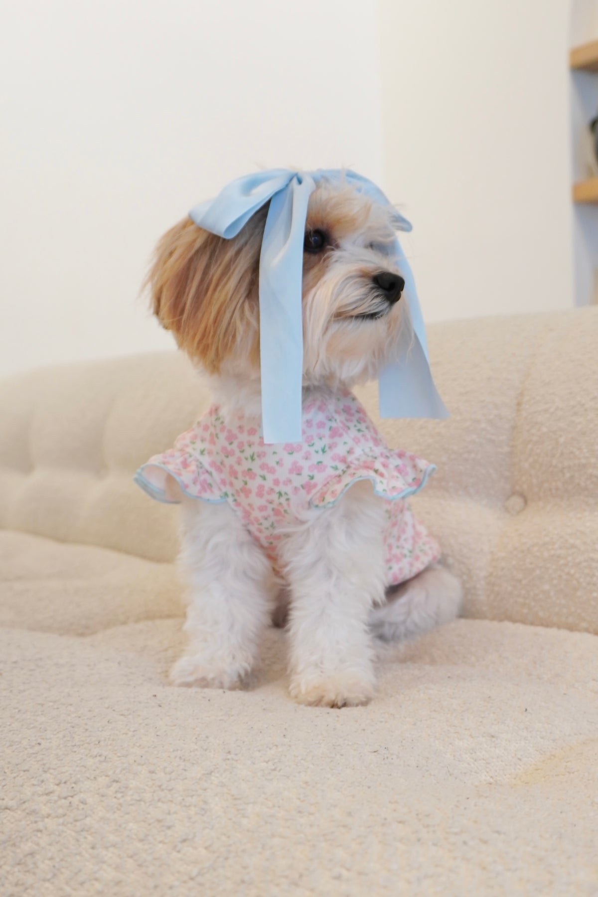 Small dog sitting on a couch wearing a pink floral ruffle dog top with blue trim and a large blue bow on its head