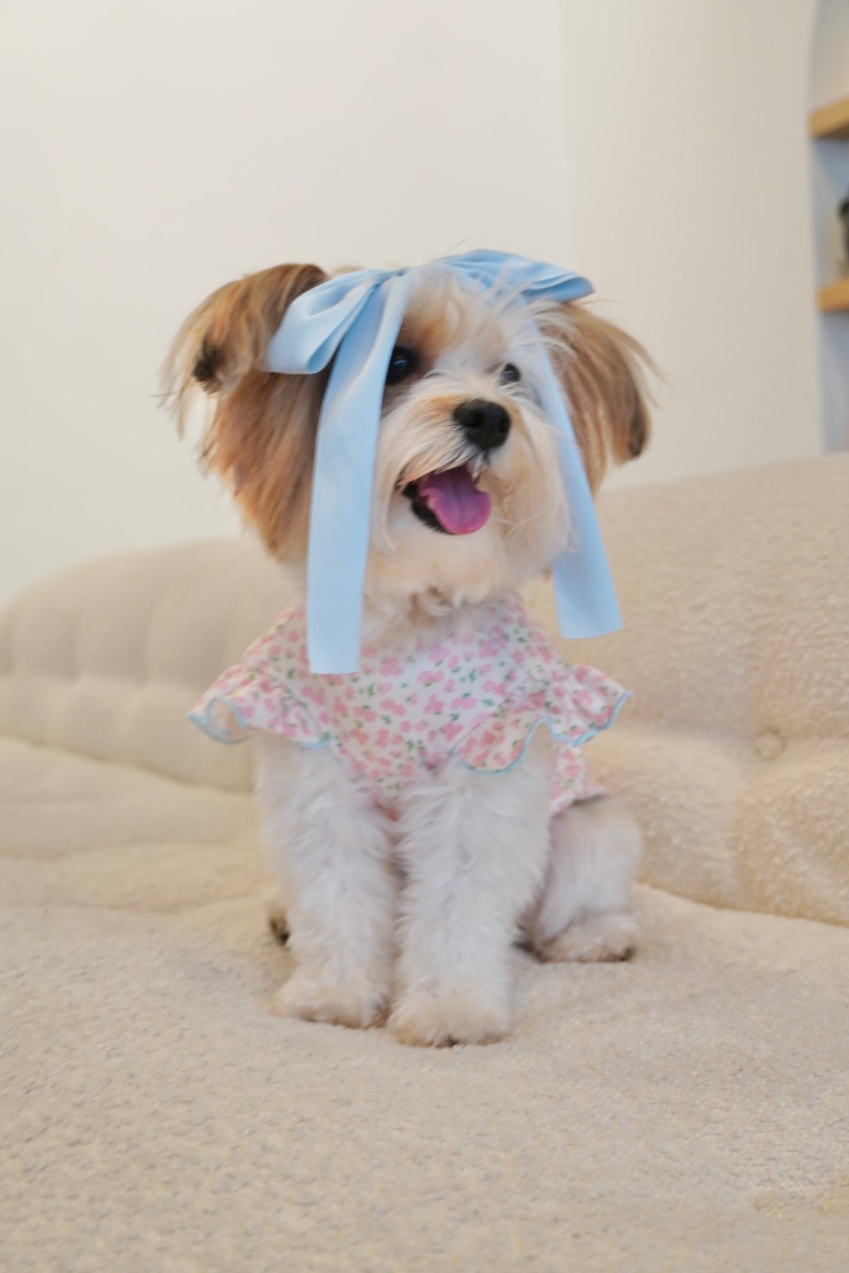 Close-up of a small fluffy dog sitting on a couch wearing a pink floral ruffle dog top with a blue bow headband