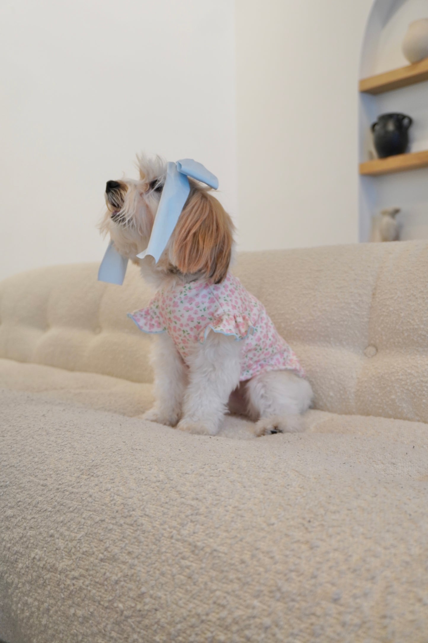 Side view of small dog wearing a pink floral ruffle dog top with blue trim, sitting on a cream couch