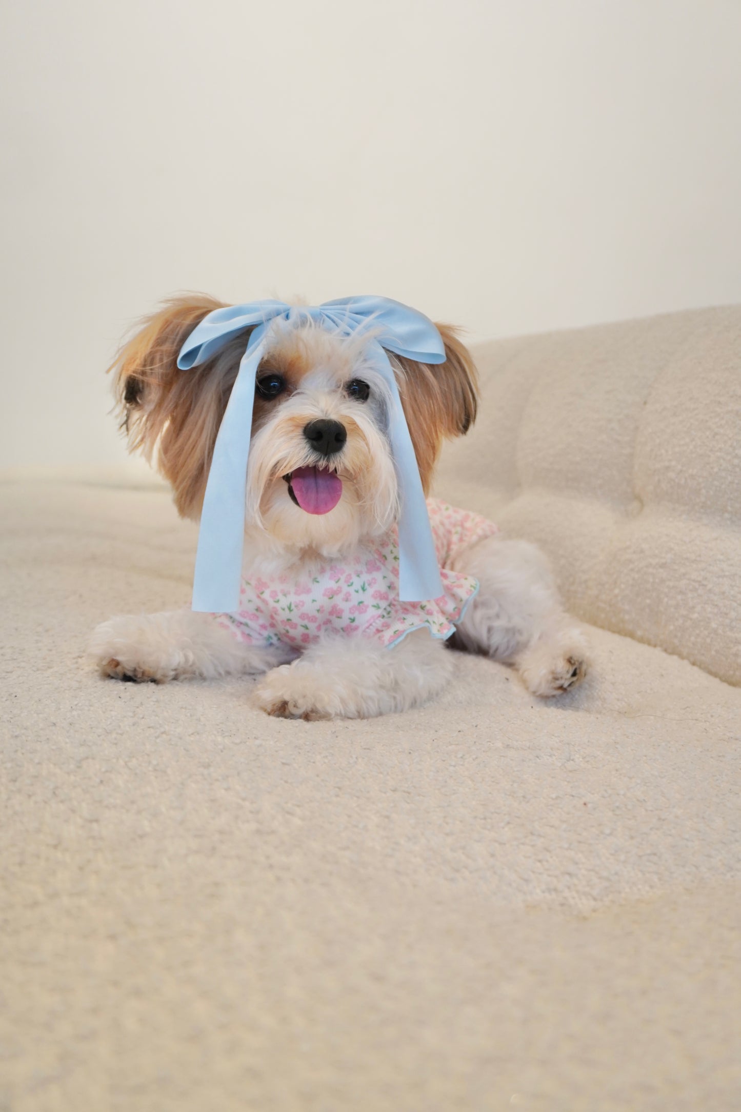 Small dog laying on a cream sofa wearing a pink floral dog top with blue trim and a large blue bow headband
